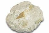 Otodus Shark Tooth Fossil in Rock - Morocco #274925-1